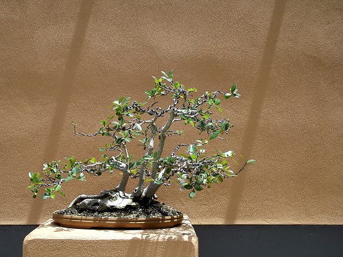 création d'oliviers décoratifs